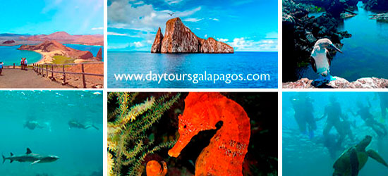 Several photographs of animals that can be seen on the daily tours to galapagos